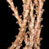 ATR Buriti Sticks (3 Per Pkg) -Natural Pet Care Shop all things reptile atr buriti sticks 3 per pkg 74420.1659969836