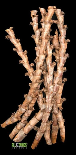 ATR Buriti Sticks (3 Per Pkg)