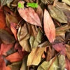 ATR MANGROVE LEAVES Dried Grade A 10 Pack 1 ATR MANGROVE LEAVES Dried Grade A 10 Pack -Natural Pet Care Shop all things reptile atr mangrove leaves dried grade a 10 pack 66127.1627325191