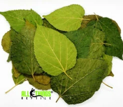 ATR Mullberry Leaves Dried Grade A 10 Pack