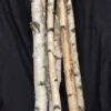 Birch Tree Branches Per Piece Approx. 36" 1.5"-3" Dia -Natural Pet Care Shop all things reptile birch tree branches per piece approx 36 1.5 3 dia 70950.1620673033