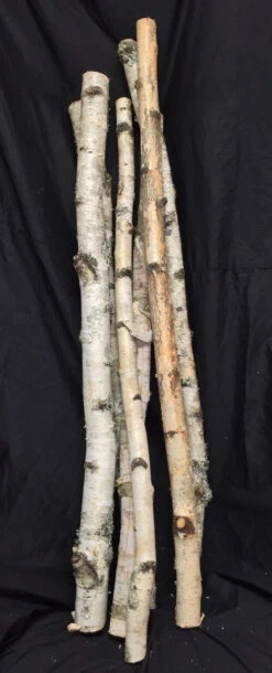 Birch Tree Branches Per Piece Approx. 36" 1.5"-3" Dia