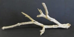 CHOLLA BRANCH SANDBLASTED 18" - 24"