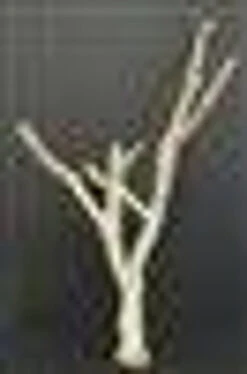 CHOLLA BRANCH SANDBLASTED 18" - 24" -Natural Pet Care Shop all things reptile cholla branch sandblasted 18 24 99916.1620674137