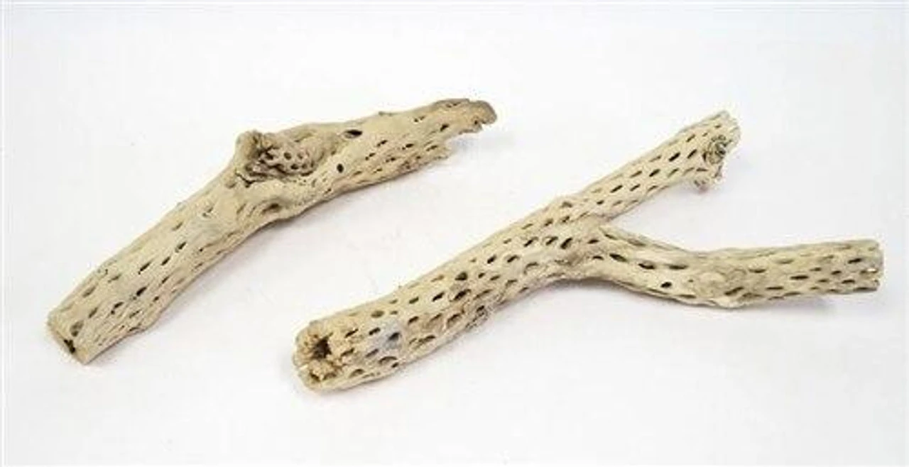 CHOLLA STICKS SANDBLASTED 12" - 16" Approx. 3 CHOLLA STICKS SANDBLASTED 12" - 16" Approx.