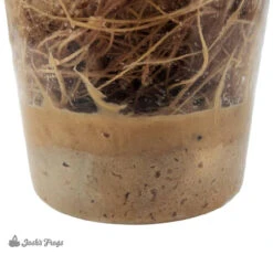 Josh's Frogs Hydei Fruit Fly Media | 1.5 Lbs / 1.35 Quarts (makes 10 Fruit Fly Cultures) -Natural Pet Care Shop all things reptile joshs frogs hydei fruit fly media or 1.5 lbs 1.35 quarts makes 10 fruit fly cultures 69899.1714199833