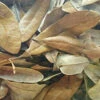 Live Oak Leaves (Leaf Litter) 2oz