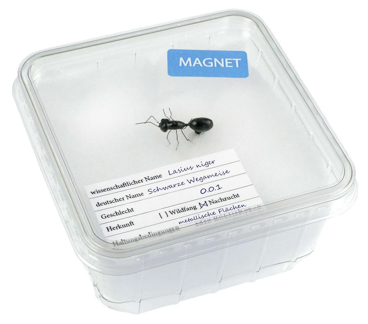 Magnet "Ant" In Cricket Box 3 Magnet "Ant" In Cricket Box