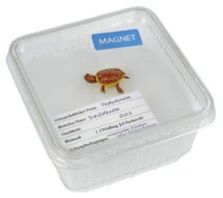 Magnet "Turtle Small" In Cricket Box