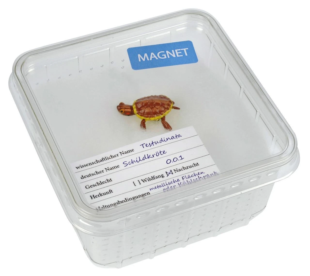 Magnet "Turtle Small" In Cricket Box 3 Magnet "Turtle Small" In Cricket Box