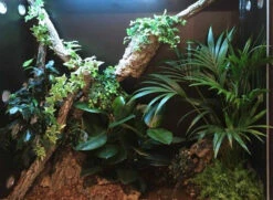 Arcadia 22w LED Jungle Dawn E27 -Natural Pet Care Shop arcadia arcadia 22w led jungle dawn e27 97557.1620675329