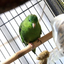 Arcadia Bird PureSun MIDI 2.4% UVB 14W 22" 19 Arcadia Bird PureSun MIDI 2.4% UVB 14W 22" -Natural Pet Care Shop arcadia arcadia bird puresun midi 2.4percent uvb 23569.1677783940