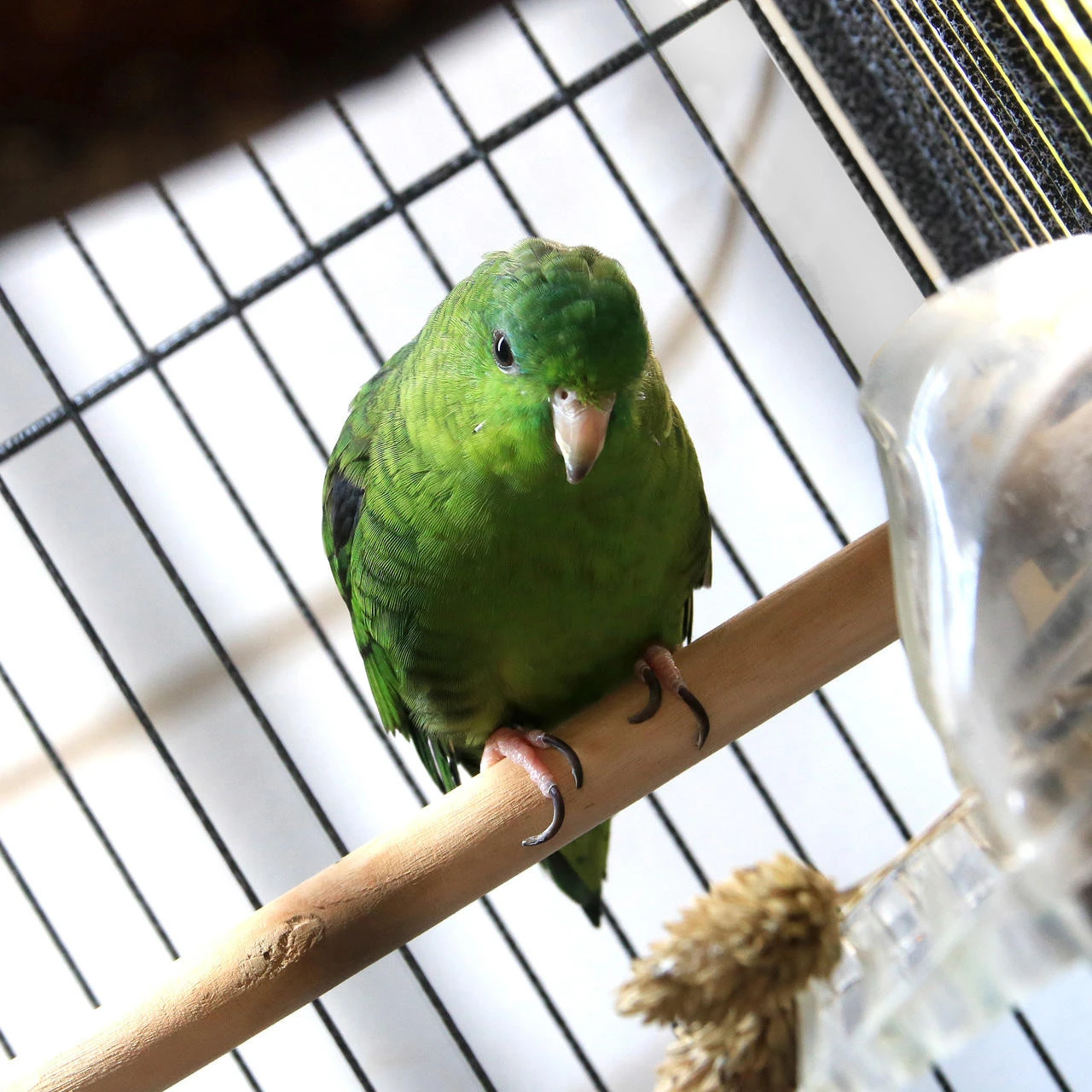 Arcadia Bird PureSun MIDI 2.4% UVB 14W 22" 9 Arcadia Bird PureSun MIDI 2.4% UVB 14W 22" - Image 7