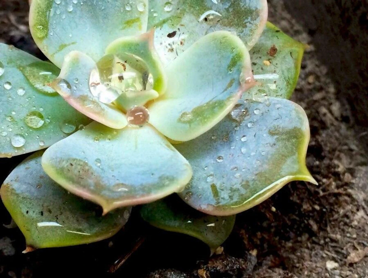 ARCADIA EARTHMIX 10Ltr Bag 5 ARCADIA EARTHMIX 10Ltr Bag - Image 3