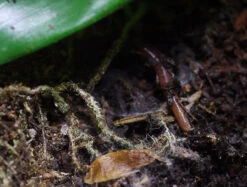 Arcadia Earthmix (ARID) 10Ltr Bag -Natural Pet Care Shop arcadia arcadia earthmix arid 10ltr bag 42568.1710021279