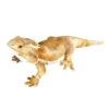 Pogo The Bearded Dragon Stuffed Toy Plushie 21" (Natural) 2 Pogo The Bearded Dragon Stuffed Toy Plushie 21" (Natural) -Natural Pet Care Shop cpa bearded dragon plushie stuffed toy 21 natural 05390.1676654079