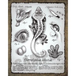 Correlophus Ciliatus Print By Emily Burke