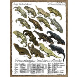 Leachianus Locale 18"x24" Poster By Emily Burke