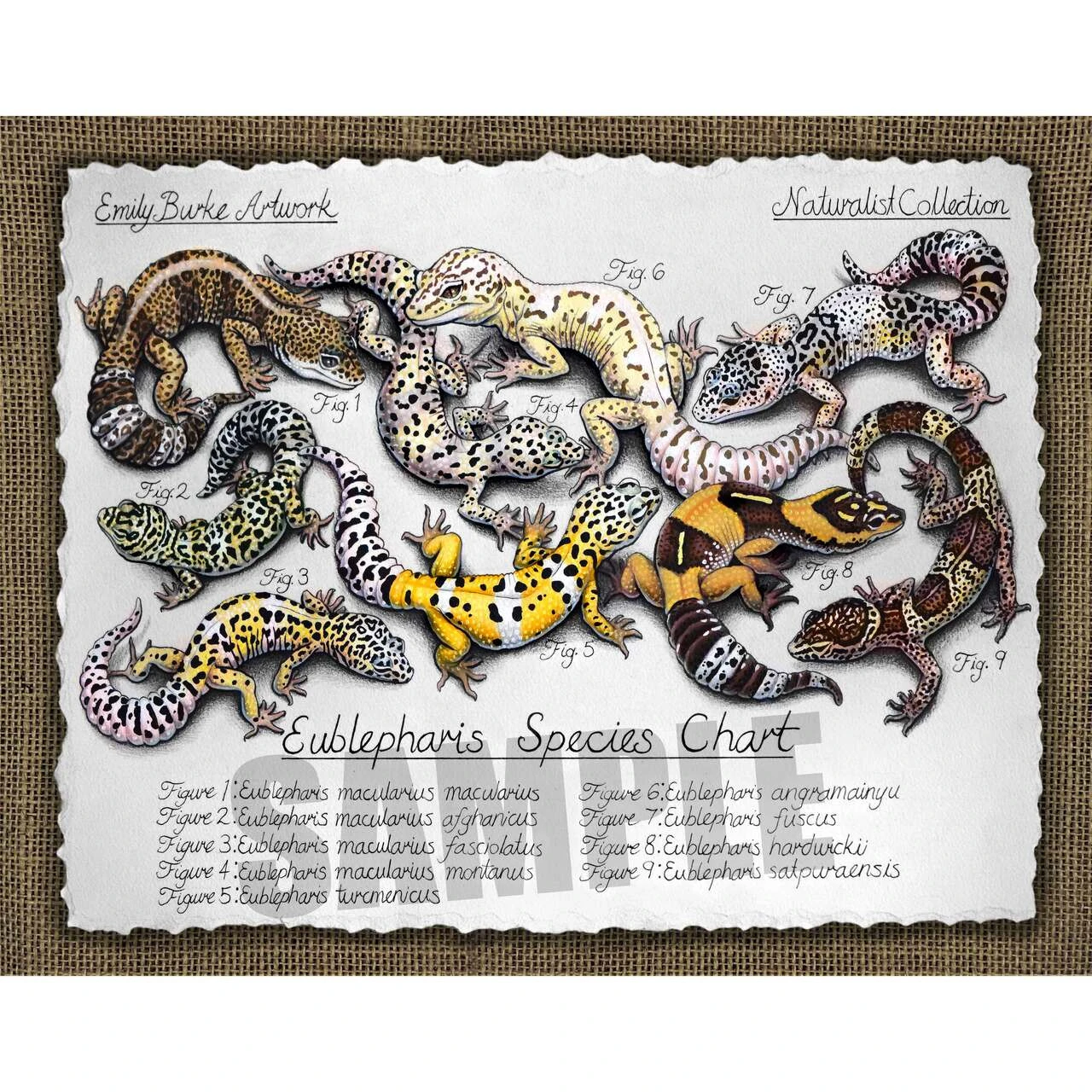 Leopard Gecko Species Chart Print By Emily Burke 3 Leopard Gecko Species Chart Print By Emily Burke