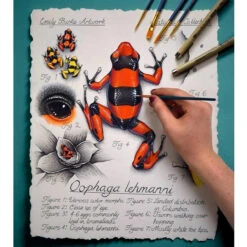 Oophaga Lehmanni Print By Emily Burke