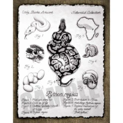 Python Regius Print By Emily Burke