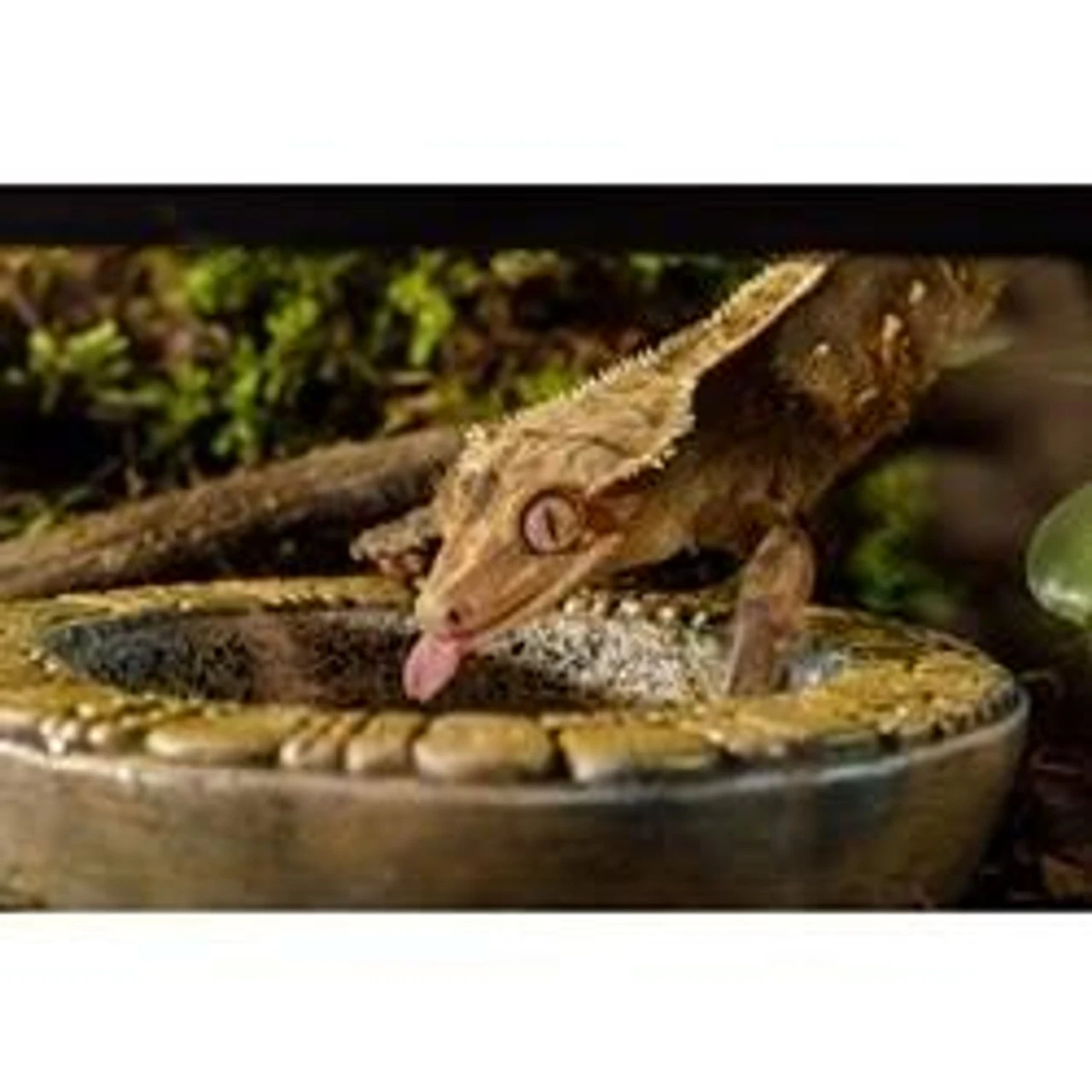 Exo Terra Aztec Water Dish - Medium 4 Exo Terra Aztec Water Dish - Medium - Image 2