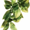 Exo Terra Hanging Mandarin Plant (Medium 12" Long) -Natural Pet Care Shop exo terra exo terra hanging mandarin plant medium 12 long 09825.1669138233