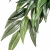 Exo Terra Hanging Ruscus Plant (Large 23" Long) -Natural Pet Care Shop exo terra exo terra hanging ruscus plant large 23 long 57225.1672947618