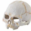 Exo Terra Primate Skull Hide (Small)