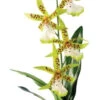 Exo Terra Spider Orchid 1 Exo Terra Spider Orchid -Natural Pet Care Shop exo terra exo terra spider orchid 00916.1666376275