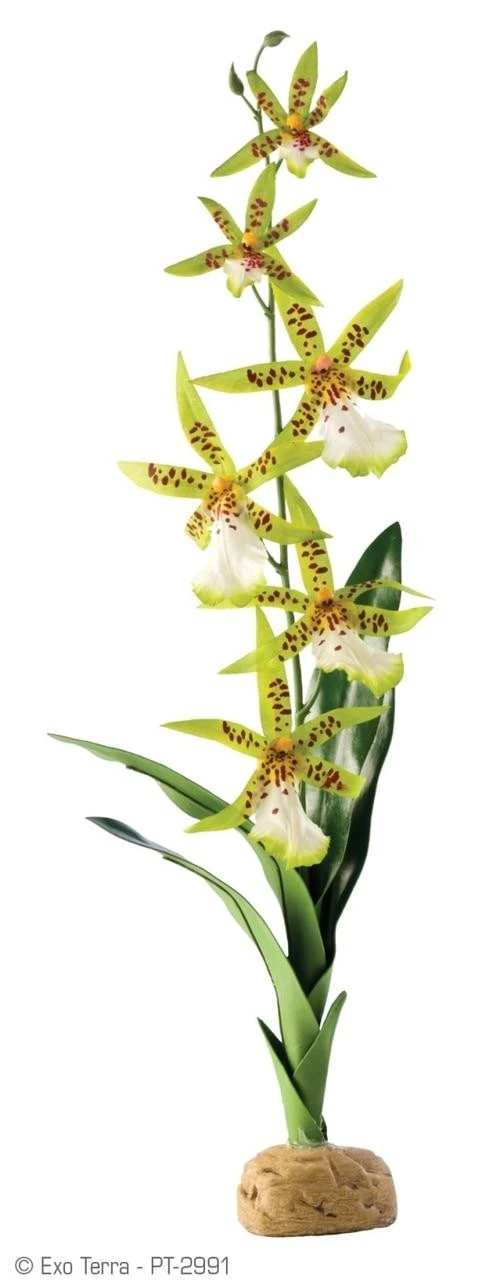 Exo Terra Spider Orchid 3 Exo Terra Spider Orchid