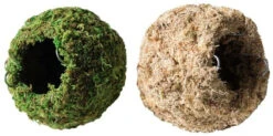 Galapagos Mossy Caves, Blond, 6" Diameter For Hiding & Humidity