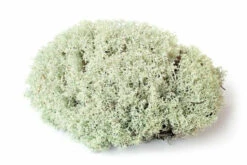 Galapagos Reindeer Moss