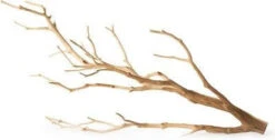 GALAPAGOS STAGHORN MANZANITA BRANCH 13"-18"