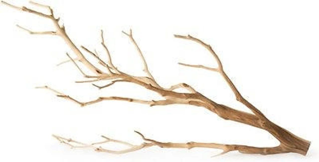 GALAPAGOS STAGHORN MANZANITA BRANCH 13"-18" 3 GALAPAGOS STAGHORN MANZANITA BRANCH 13"-18"