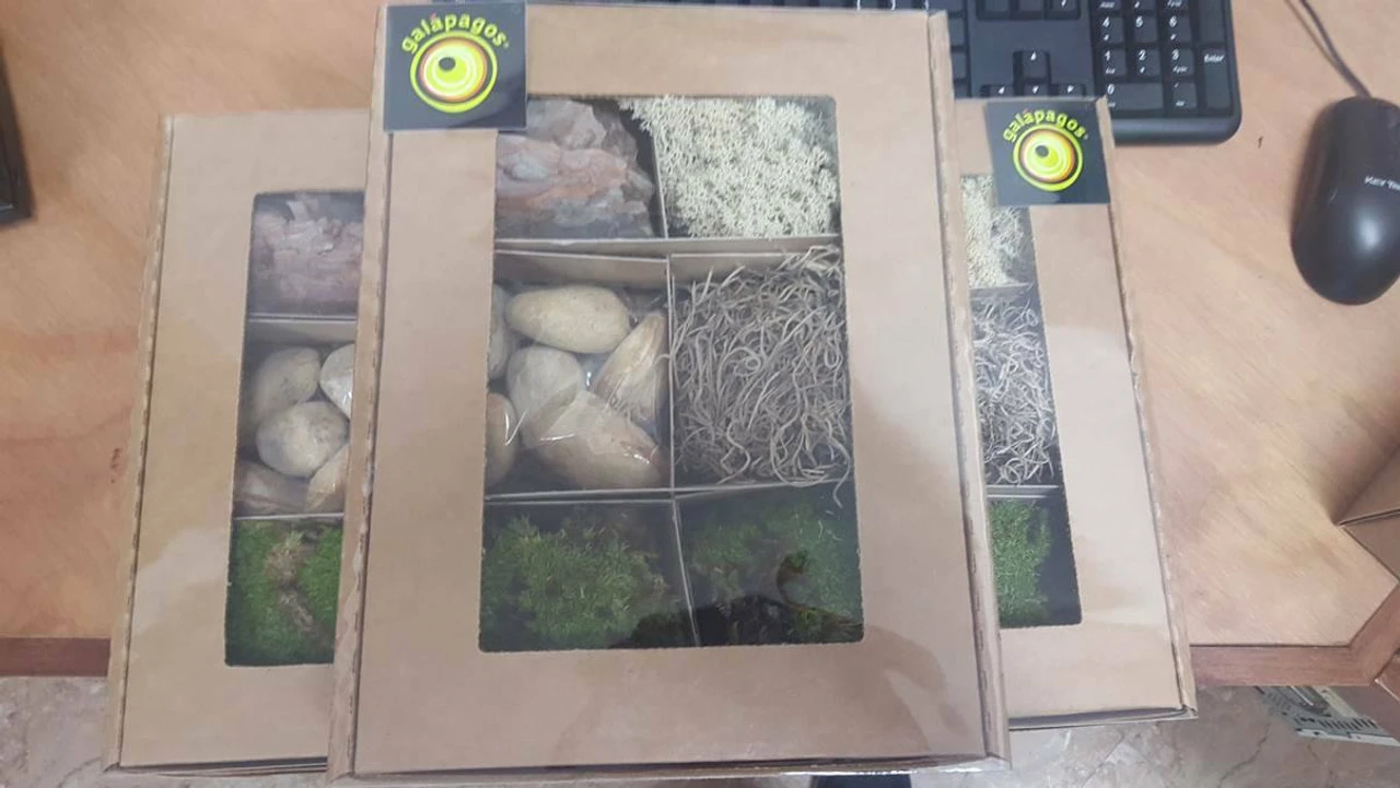 Galapagos Terrarium Starter Kits (Arid) 5 Galapagos Terrarium Starter Kits (Arid) - Image 3