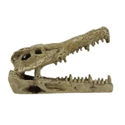 Pangea Crocodile Skull -Natural Pet Care Shop pangea pangea crocodile skull 80949.1630684913