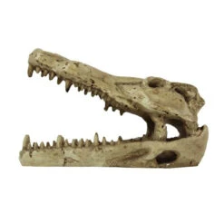 Pangea Crocodile Skull -Natural Pet Care Shop pangea pangea crocodile skull 86464.1630684913