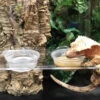 Pangea Gecko Ledge Suction Cup (Acrylic Large 1.5oz Cups)