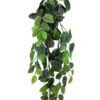 Pangea Hanging Bush 24 In. Fittonia -Natural Pet Care Shop pangea pangea hanging bush 24 in fittonia 91538.1642705435