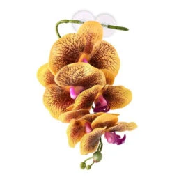 PANGEA HANGING ORCHIDS - YELLOW