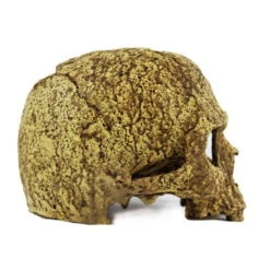 Pangea Human Skull Cave -Natural Pet Care Shop pangea pangea human skull cave 33664.1630684982