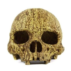 Pangea Human Skull Cave -Natural Pet Care Shop pangea pangea human skull cave 94993.1630684982
