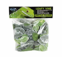 Pangea Leafy Vine Fittonia