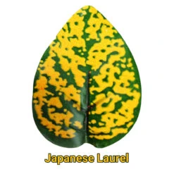 Pangea Leafy Vine Japanese Laurel -Natural Pet Care Shop pangea pangea leafy vine japanese laurel 76166.1634144309