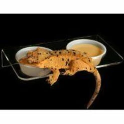 Pangea Magnetic Gecko Ledge - Acrylic Large