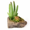 PANGEA SUCCULENT GARDEN #1 -Natural Pet Care Shop pangea pangea succulent garden 1 40457.1620677494