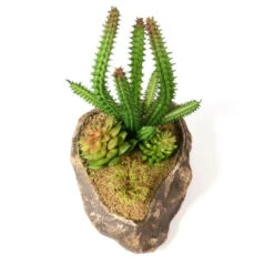 PANGEA SUCCULENT GARDEN #1 -Natural Pet Care Shop pangea pangea succulent garden 1 41881.1620676653