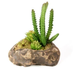 PANGEA SUCCULENT GARDEN #1 -Natural Pet Care Shop pangea pangea succulent garden 1 49579.1620677953