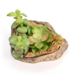 PANGEA SUCCULENT GARDEN #2 -Natural Pet Care Shop pangea pangea succulent garden 2 39074.1620676154